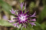 Centaurea dealbata