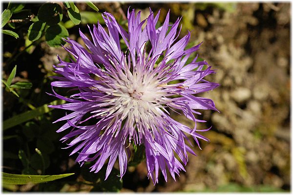 Centaurea hypoleuca