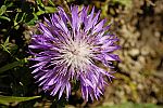 Centaurea hypoleuca