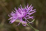 Centaurea jacea