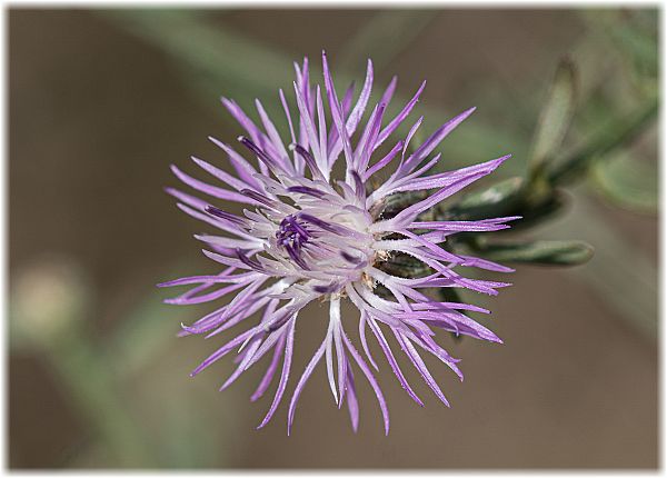 Centaurea jacea