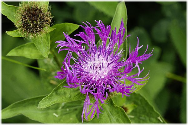 Centaurea pseudophrygia