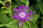 Centaurea pseudophrygia