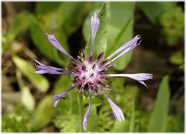 Centaurea pulcherrima