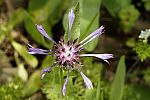 Centaurea pulcherrima