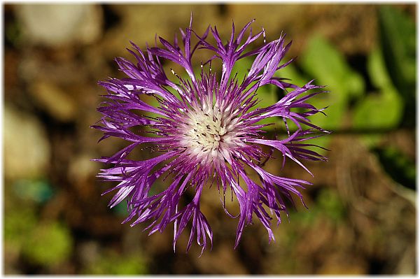 Centaurea pyrrhoblephara