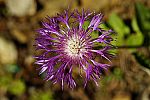 Centaurea pyrrhoblephara