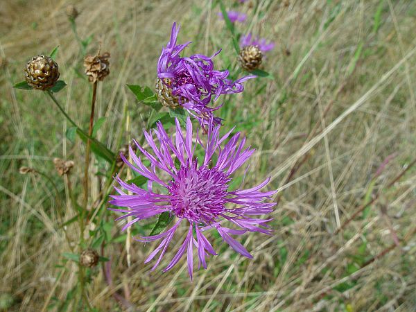 Centaurea scabiosa