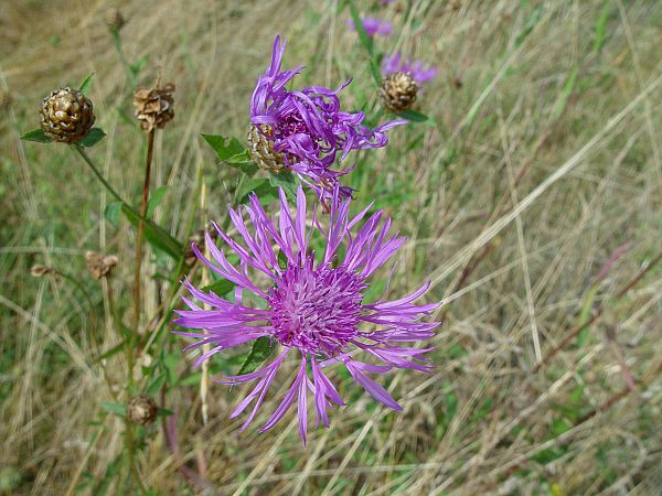 Centaurea scabiosa