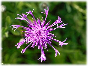 Centaurea scabiosa