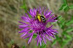 Centaurea scabiosa
