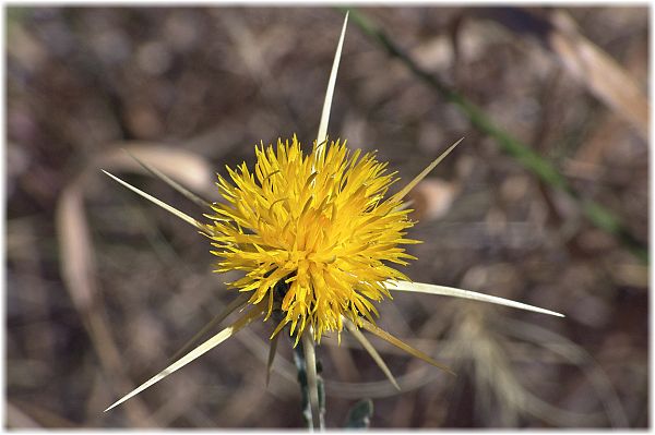 Centaurea solstitialis