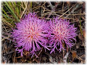 Centaurea wiedemanniana