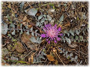 Centaurea wiedemanniana