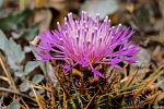 Centaurea wiedemanniana