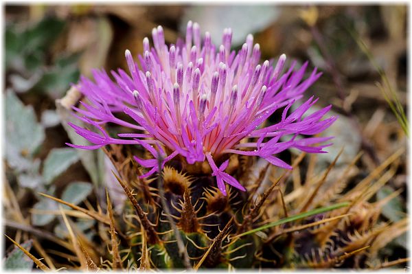 Centaurea wiedemanniana