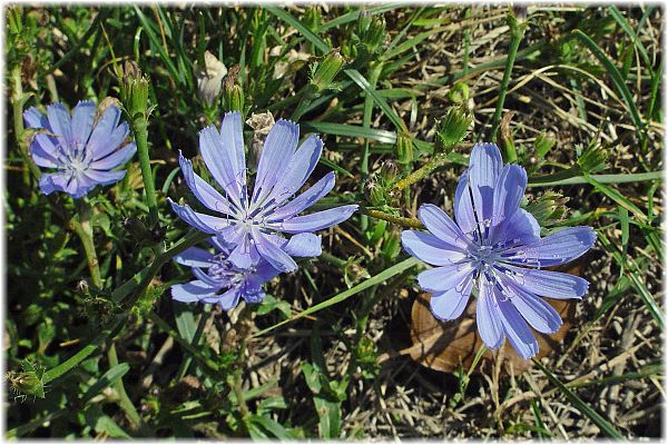 Cichorium intybus