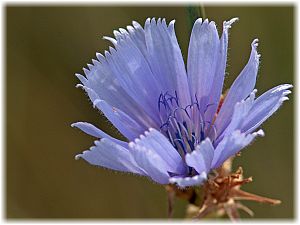 Cichorium intybus