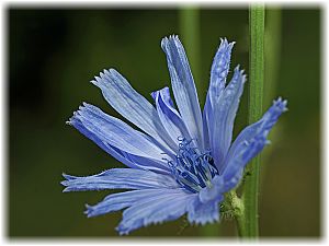 Cichorium intybus