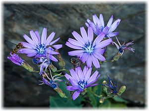 Cichorium intybus