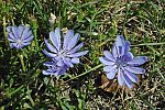 Cichorium intybus