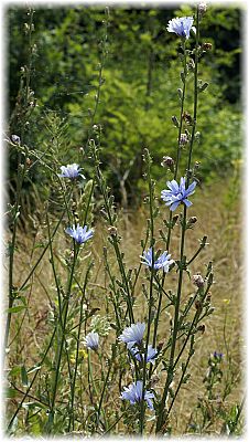 Cichorium intybus