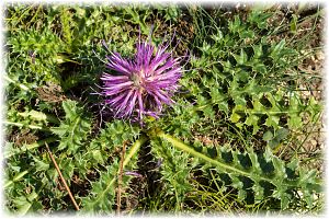 Cirsium acaule