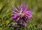 Cirsium acaule