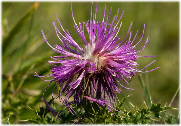 Cirsium acaule