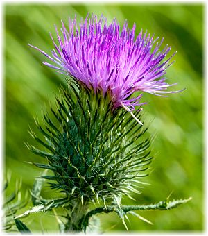 Cirsium vulgare