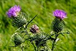 Cirsium vulgare