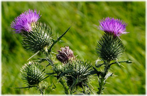 Cirsium vulgare