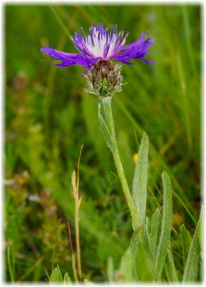 Centaurea triumfettii