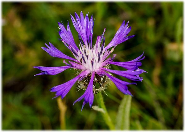 Centaurea triumfettii