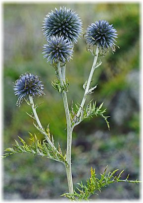 Echinops ritro