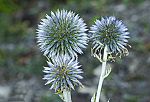 Echinops ritro