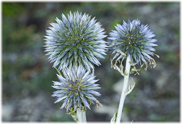 Echinops ritro