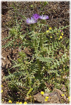 Galactites tomentosa