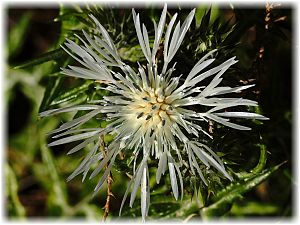 Galactites tomentosa