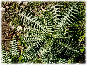 Galactites tomentosa