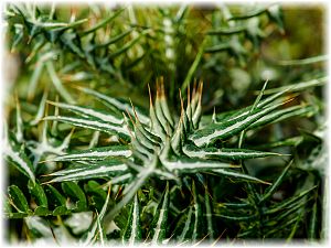 Galactites tomentosa