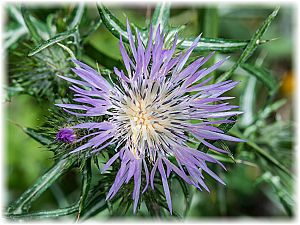 Galactites tomentosa