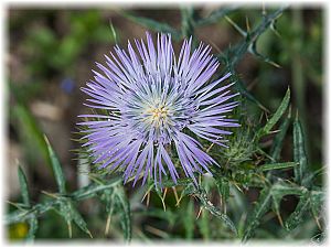 Galactites tomentosa