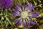 Galactites tomentosa