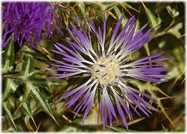 Galactites tomentosa