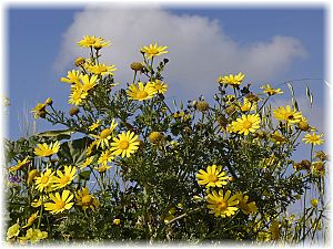 Glebionis coronaria