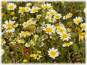 Glebionis coronaria