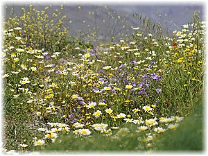 Glebionis coronaria