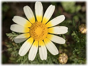 Glebionis coronaria var. discolor