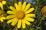 Glebionis coronaria